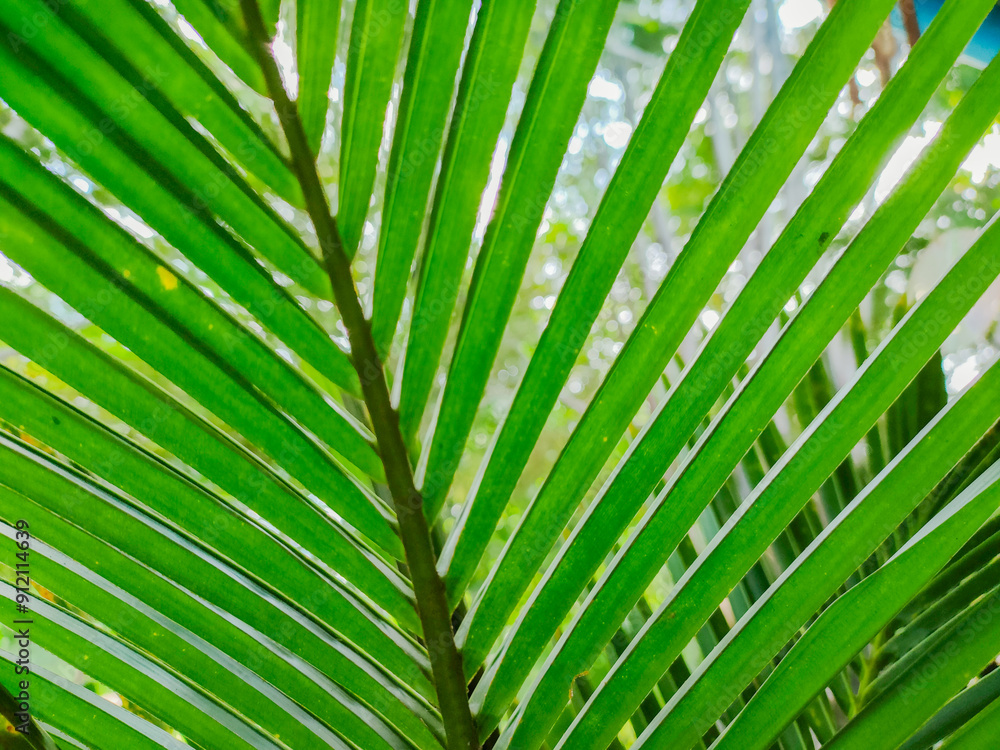 Wall mural green coconut leaves in close range