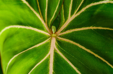 Leaf Texture