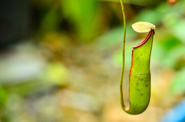 Tropical pitcher plants in nature
