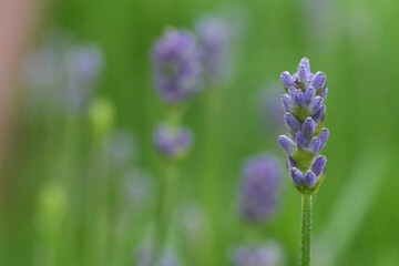 Decentralized closeup on a soft blue emegering Lavender flower, Lavendula , against a green blurred background , with copy-space