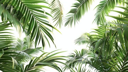 Green palm foliage on white background