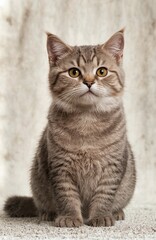 Cute kitten standing on slid background