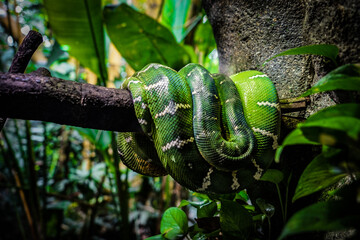 緑の木の上の蛇