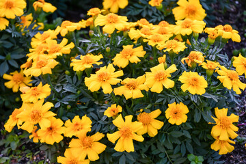 マリーゴールド「ディスコイエロー」