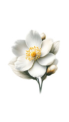 Fototapeta premium White flower isolated on transparent background