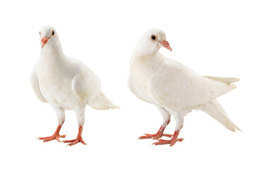 Two white doves standing on white background.