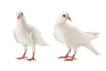 Two white doves standing on white background.