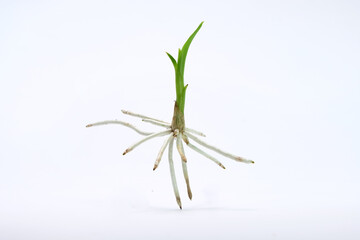 The Dendrobium orchid is a stunning flower with its lush blooms that you will want to see in every corner of the house.