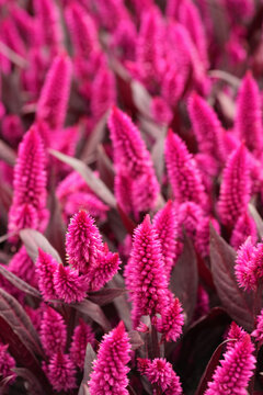 Vertical closeup on the colorful purple flowerheads of the Wheat Celosia spicata , Mystic shades variety
