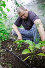 Fototapeta premium A man is kneeling down in a greenhouse, tending to some plants
