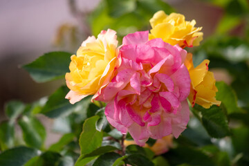 Rose flowers growing outdoors in nature