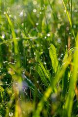 green grass out of focus nature background