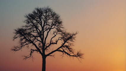 A sunset at the horizon with a silhouette of a lonely tree