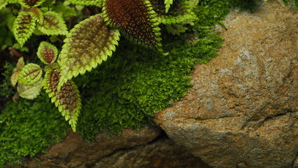 Green leaves and dark copper veins of Moon Valley Pilea (Pilea Mollis) in upper left screen, with mosses and rock in the background