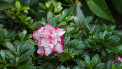 A blooming white flower with pink edge of Belgian Hybrid Azalea in lower left screen, against a dark green bokeh background of branch and leaf
