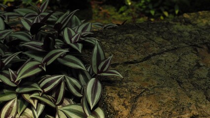 Purple-green striped leaves of Tradescantia zebrina (silver inch plant) (wandering dude) on left screen, in a backdrop of rock: for presentation, slide, backdrop, room for text