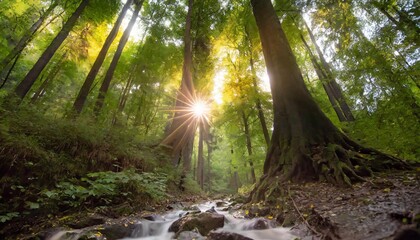 sun rays through the forest