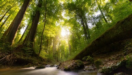 Fototapeta premium sunlight in the forest
