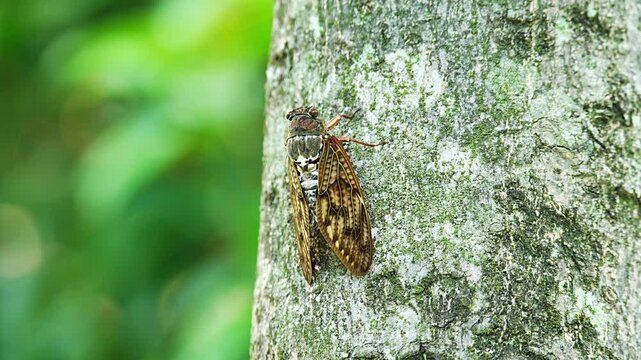The sound of Graptopsaltria nigrofuscata (large brown cicada) singing [sound on]