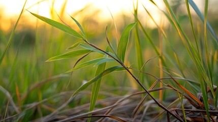 Fototapeta premium A rustic background consisting of wild grass and natural elements like twigs and leaves.