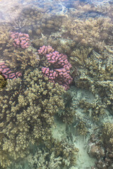 coral reef with fish