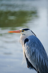 great blue heron