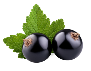 schwarze Johannisbeere isoliert auf weißen Hintergrund, Freisteller, Transparent 
