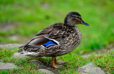 duck on the water Derwent Dam