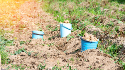 Three blue buckets filled with potatoes are sitting in the dirt. The buckets are scattered around the field, with one in the foreground, one in the middle, and one in the background