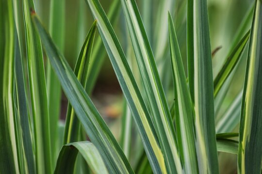 Iris laevigata variegata, green and white leaves. Close up.