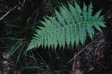 Beautiful green fern leaf on blurred nature background. Nature eternity concept