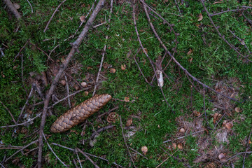 unopened Cedar cones lie on green moss in a summer dense forest. The concept of nature's renewability