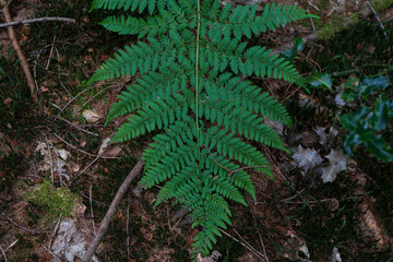 Beautiful green fern leaf on blurred nature background. Nature eternity concept