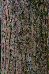 Natural bark of a coniferous tree in a summer forest. Beautiful natural texture