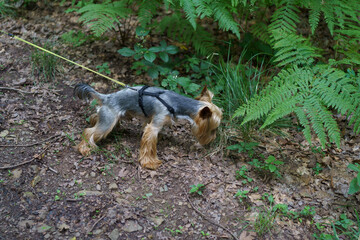 A cute little girl walks with her dog in a dense summer forest. The concept of the unity of a child with a pet and nature.