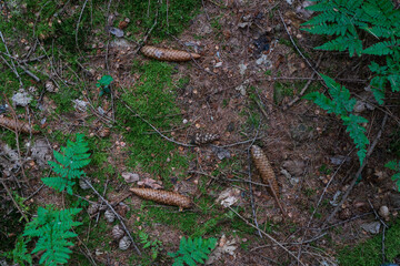 unopened Cedar cones lie on green moss in a summer dense forest. The concept of nature's renewability