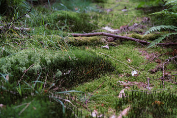old tree stump covered with green moss in dense primeval forest in summer. Deep natural concept