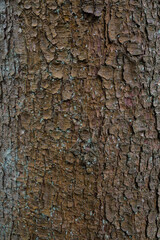 Natural bark of a coniferous tree in a summer forest. Beautiful natural texture