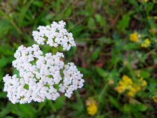 white flowers in the garden