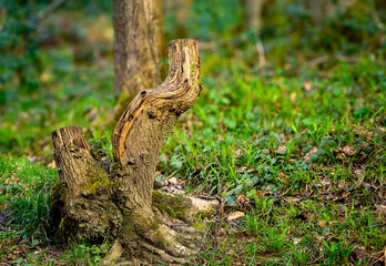 stump in the forest, Linacre Reservoirs