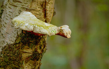 mushroom on tree, Linacre Reservoirs