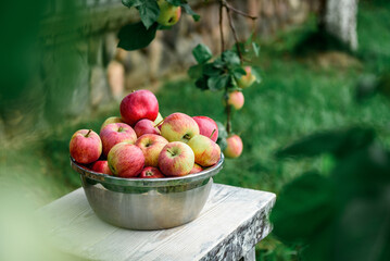 Harvesting apples. Metal bowl with ripe apples on garden background.