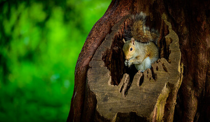 squirrel on a tree Linacre Reservoirs