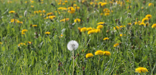 dandelions in the grass