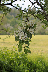 apple tree flowers