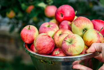 Young woman holding bowl full of apples in fruit orchard. Apple harvest and picking.