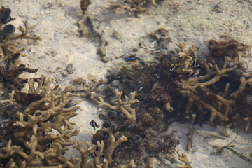 coral reef in the sea