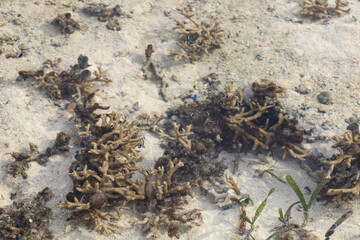 coral reef in the sea