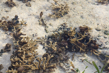 coral reef in the sea
