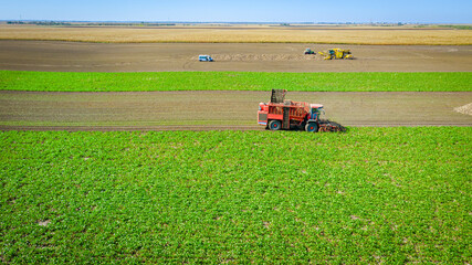Aerial view of combine, harvester machine harvest ripe sugar beet
